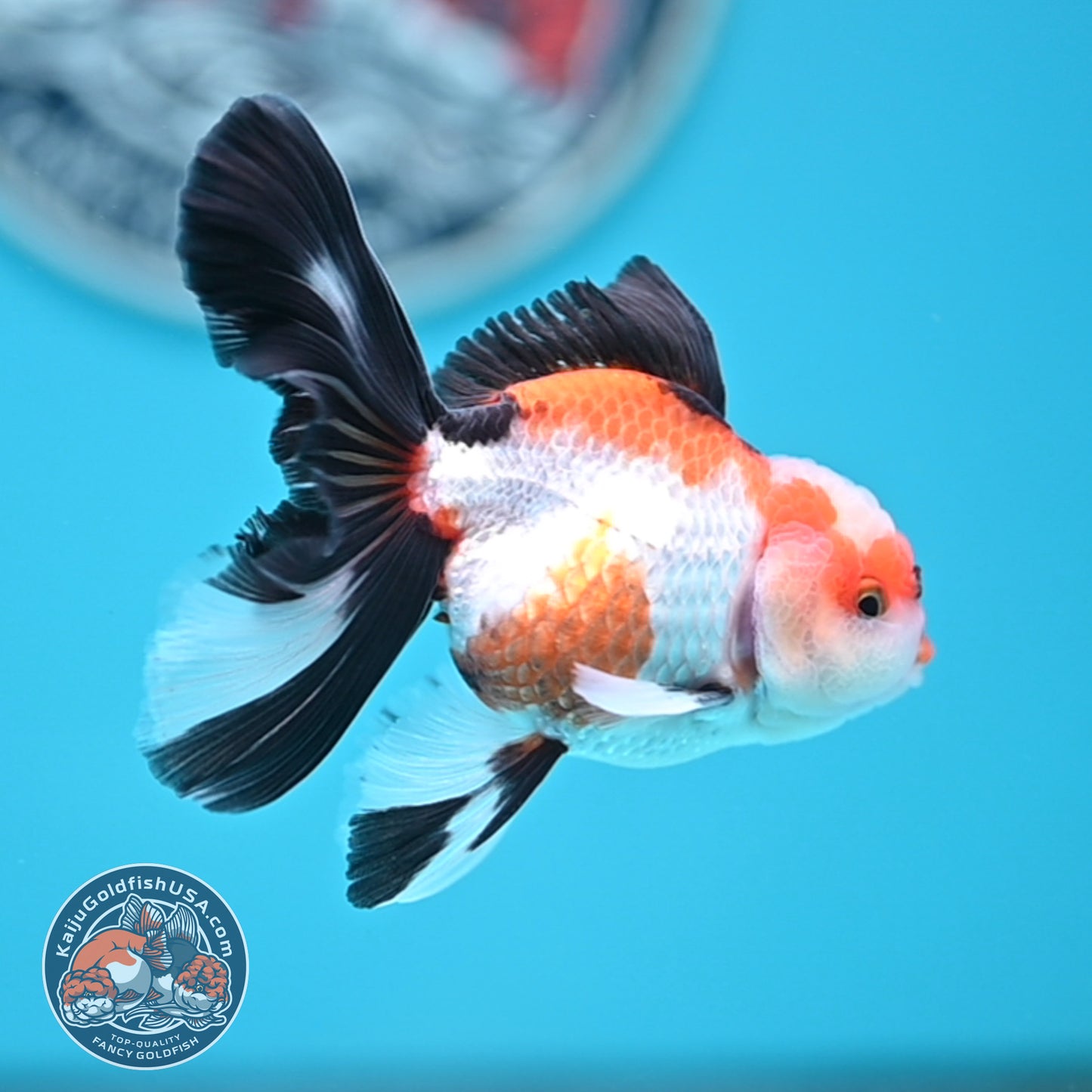 Tricolor Oranda 3 inches Body (250502_OR03)