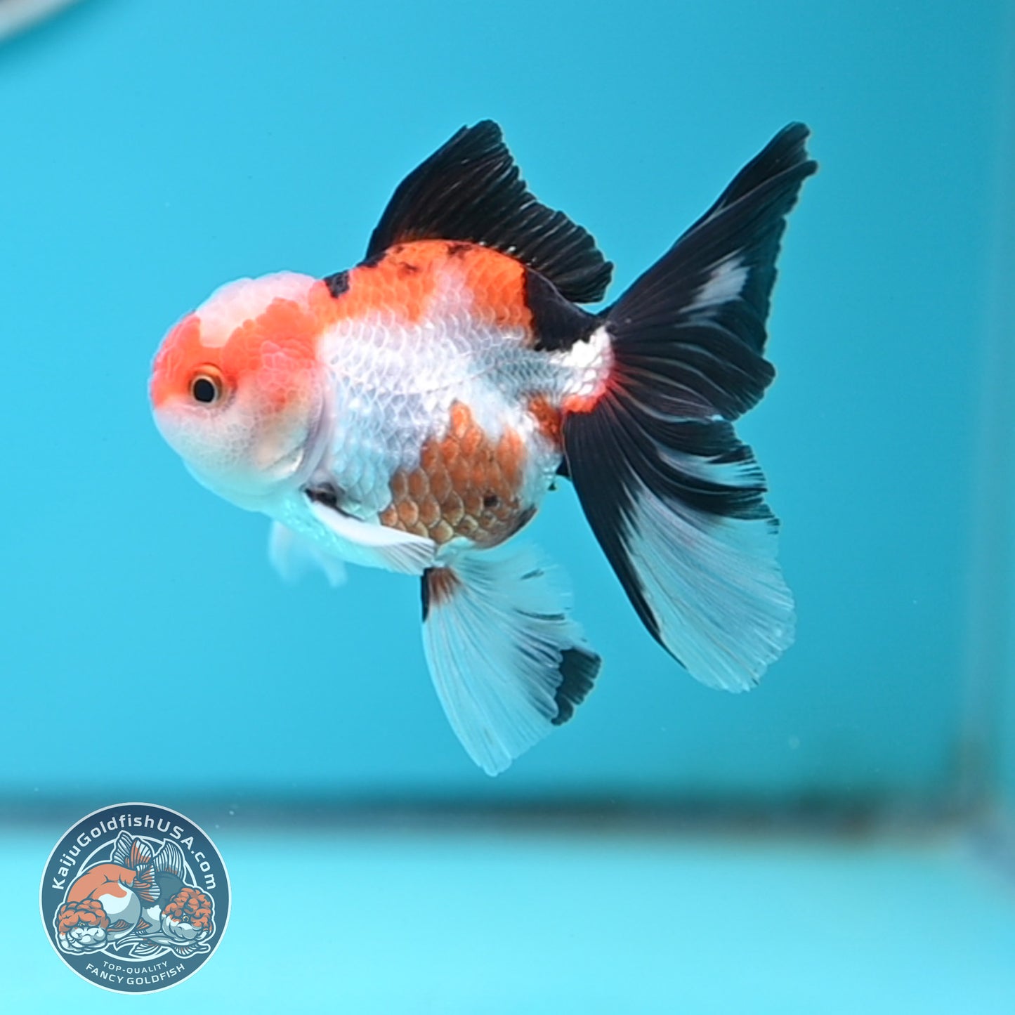 Tricolor Oranda 3 inches Body (250502_OR03)