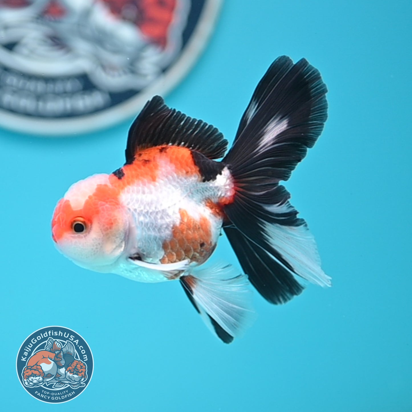 Tricolor Oranda 3 inches Body (250502_OR03)
