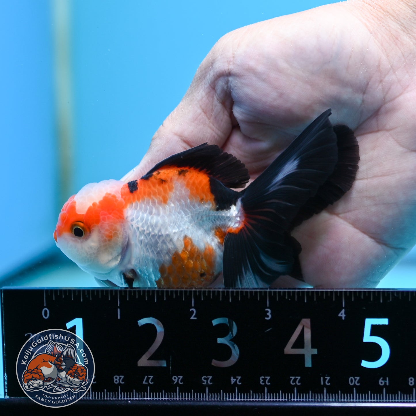 Tricolor Oranda 3 inches Body (250502_OR03)