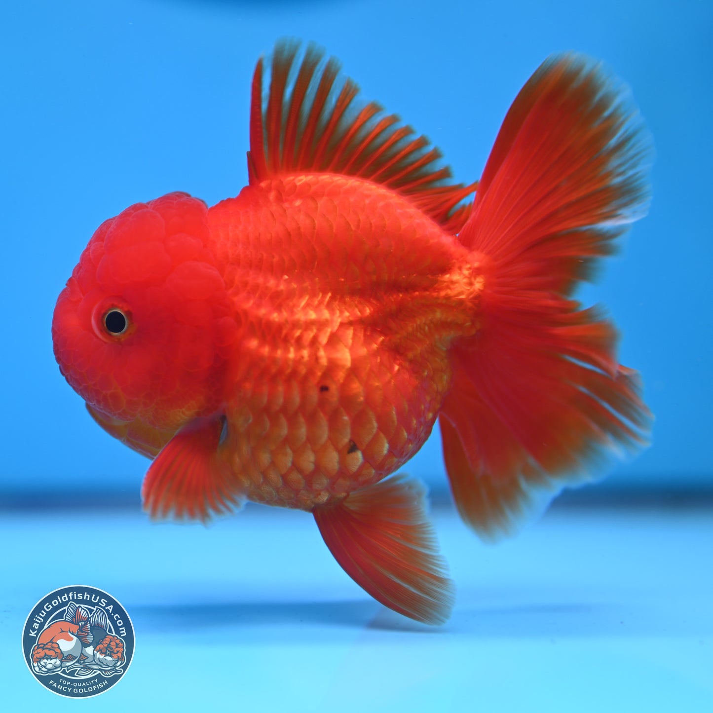 READ DESCRIPTION - Classic Red Rose Tail Oranda 3.5 inches Body - Male (250307_OR04)