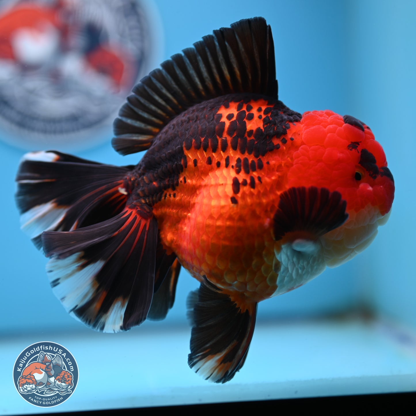 Jumbo Apache Rose Tail Oranda 5 inches Body - Female (250221_OR04)