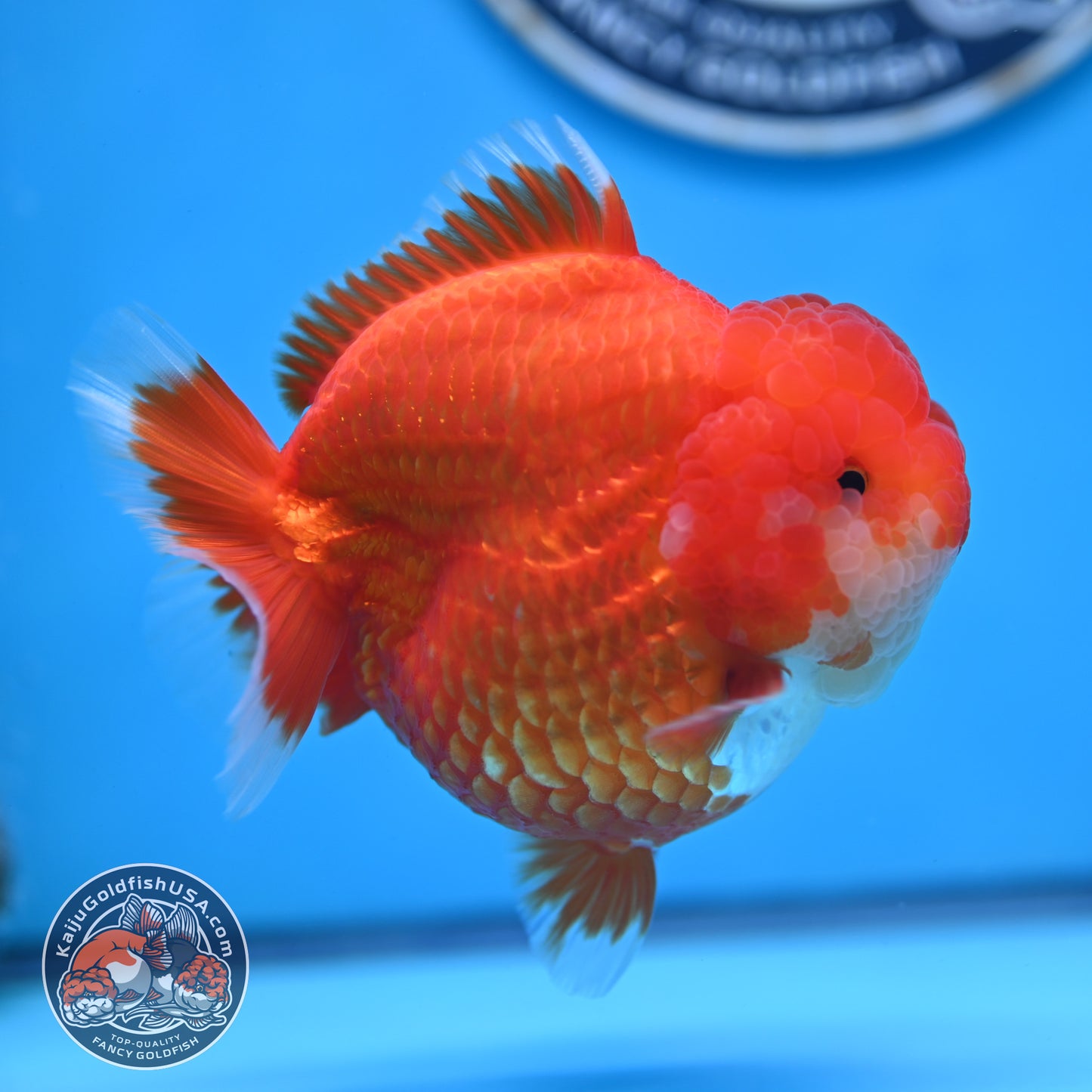 Red White YuanBao Oranda 4 inches Body (250516_OR04)