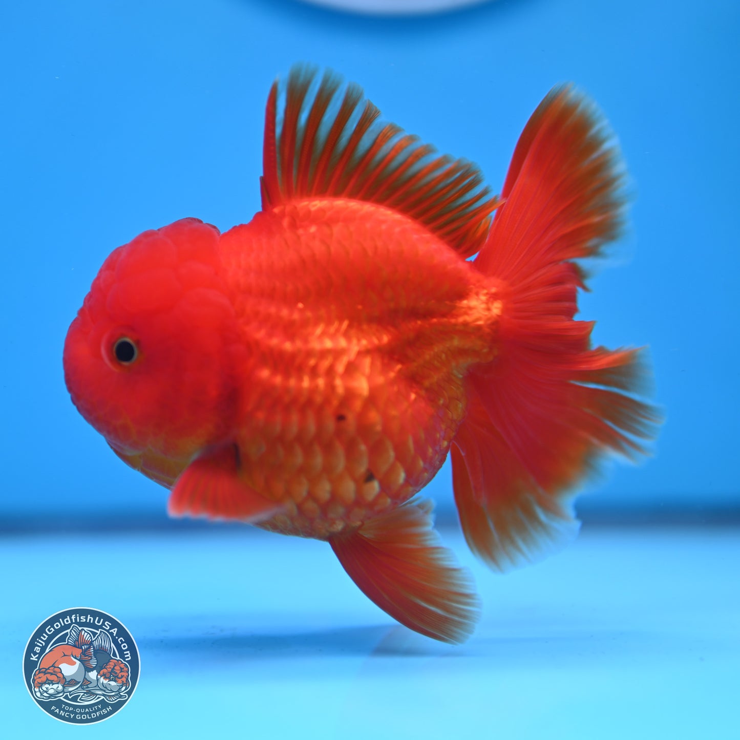 READ DESCRIPTION - Classic Red Rose Tail Oranda 3.5 inches Body - Male (250307_OR04)