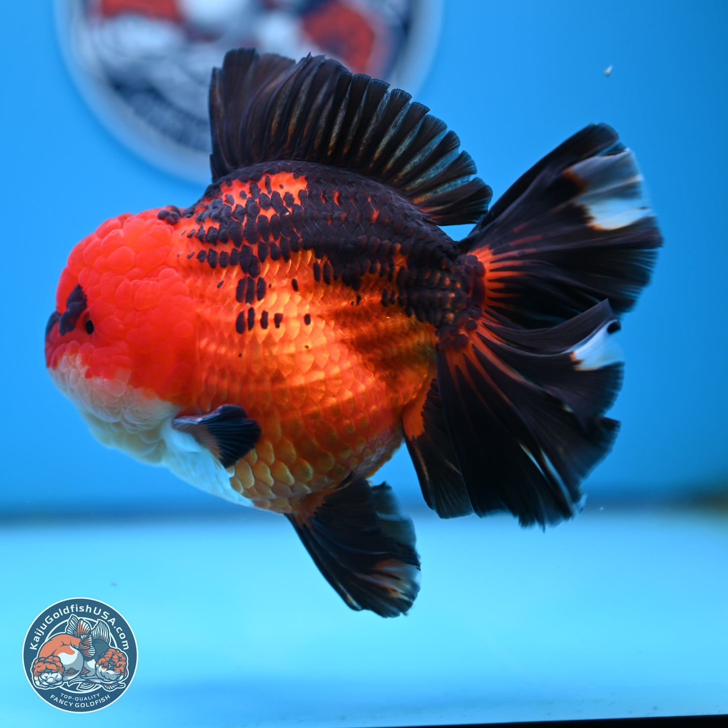 Jumbo Apache Rose Tail Oranda 5 inches Body - Female (250221_OR04)