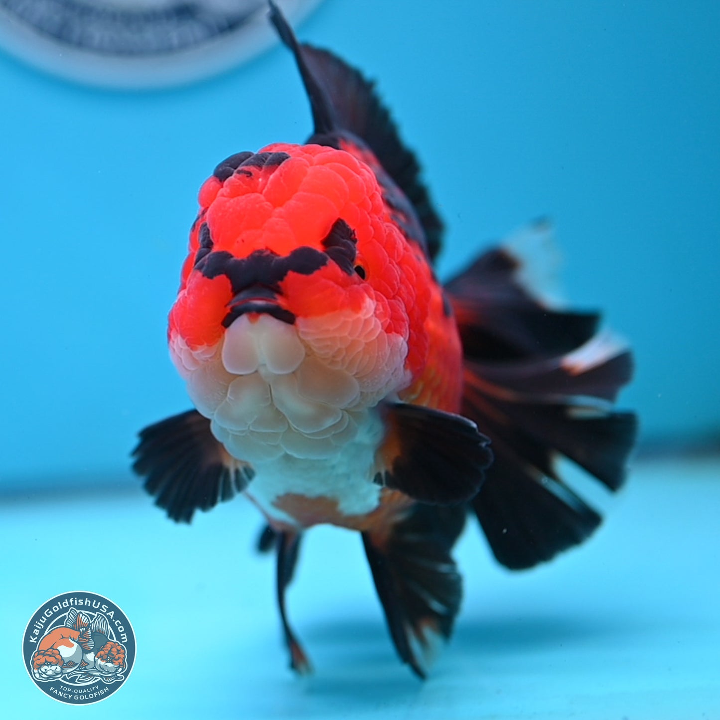 Jumbo Apache Rose Tail Oranda 5 inches Body - Female (250221_OR04)