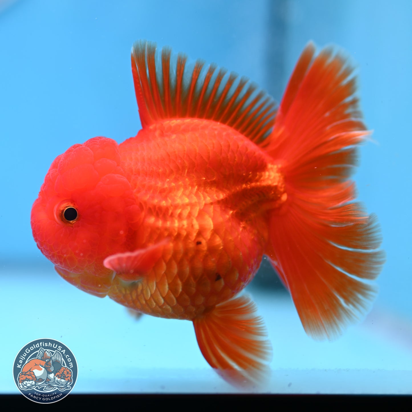 READ DESCRIPTION - Classic Red Rose Tail Oranda 3.5 inches Body - Male (250307_OR04)