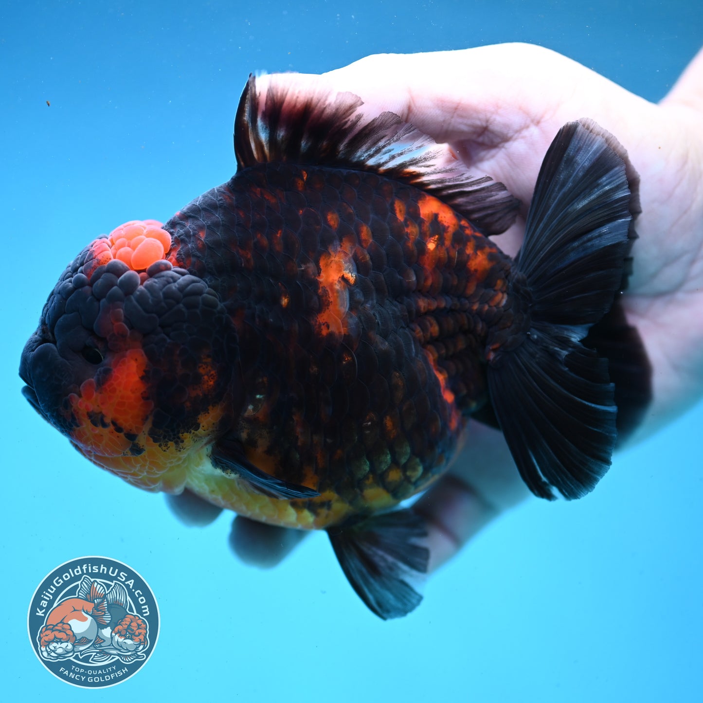 Heavy Ink Tiger Oranda 4.5 inch Body (250919_OR04)