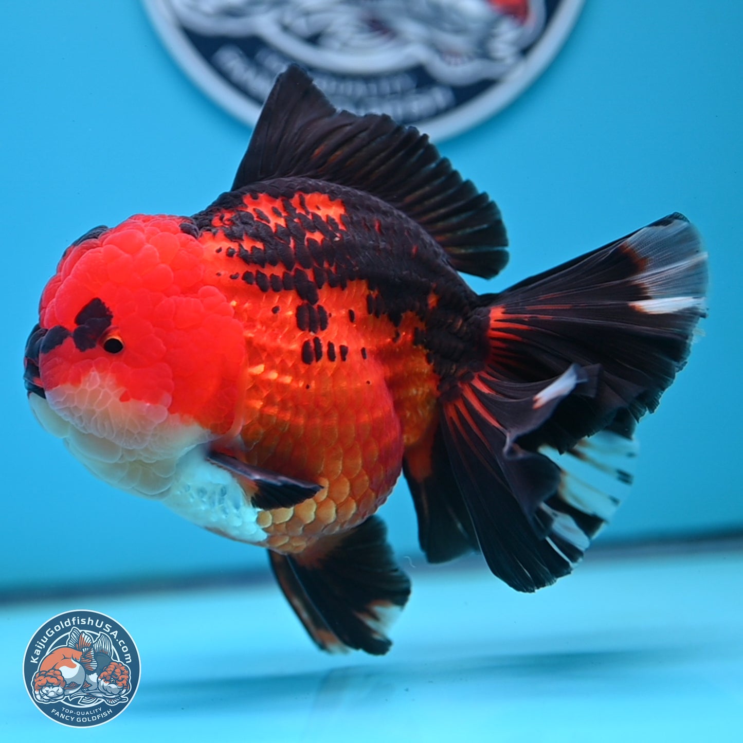 Jumbo Apache Rose Tail Oranda 5 inches Body - Female (250221_OR04)