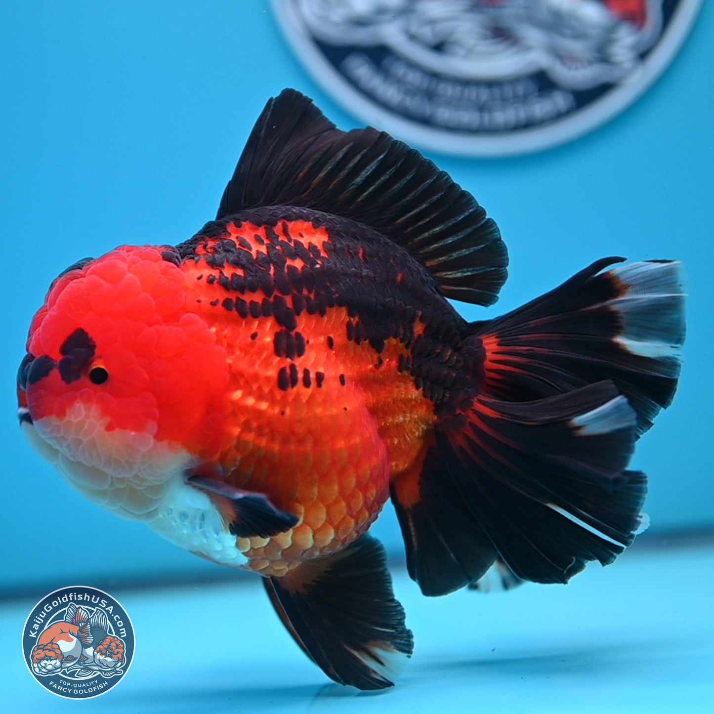 Jumbo Apache Rose Tail Oranda 5 inches Body - Female (250221_OR04)