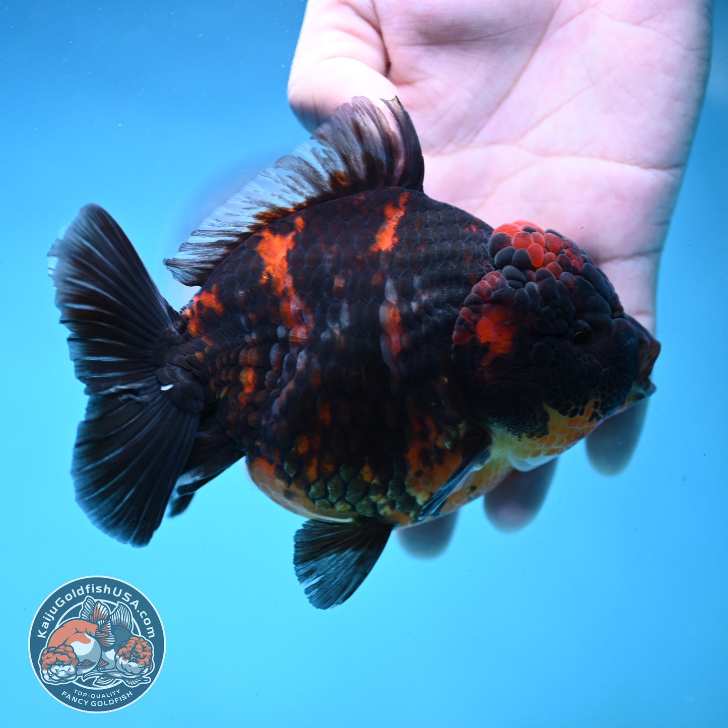 Heavy Ink Tiger Oranda 4.5 inch Body (250919_OR04)