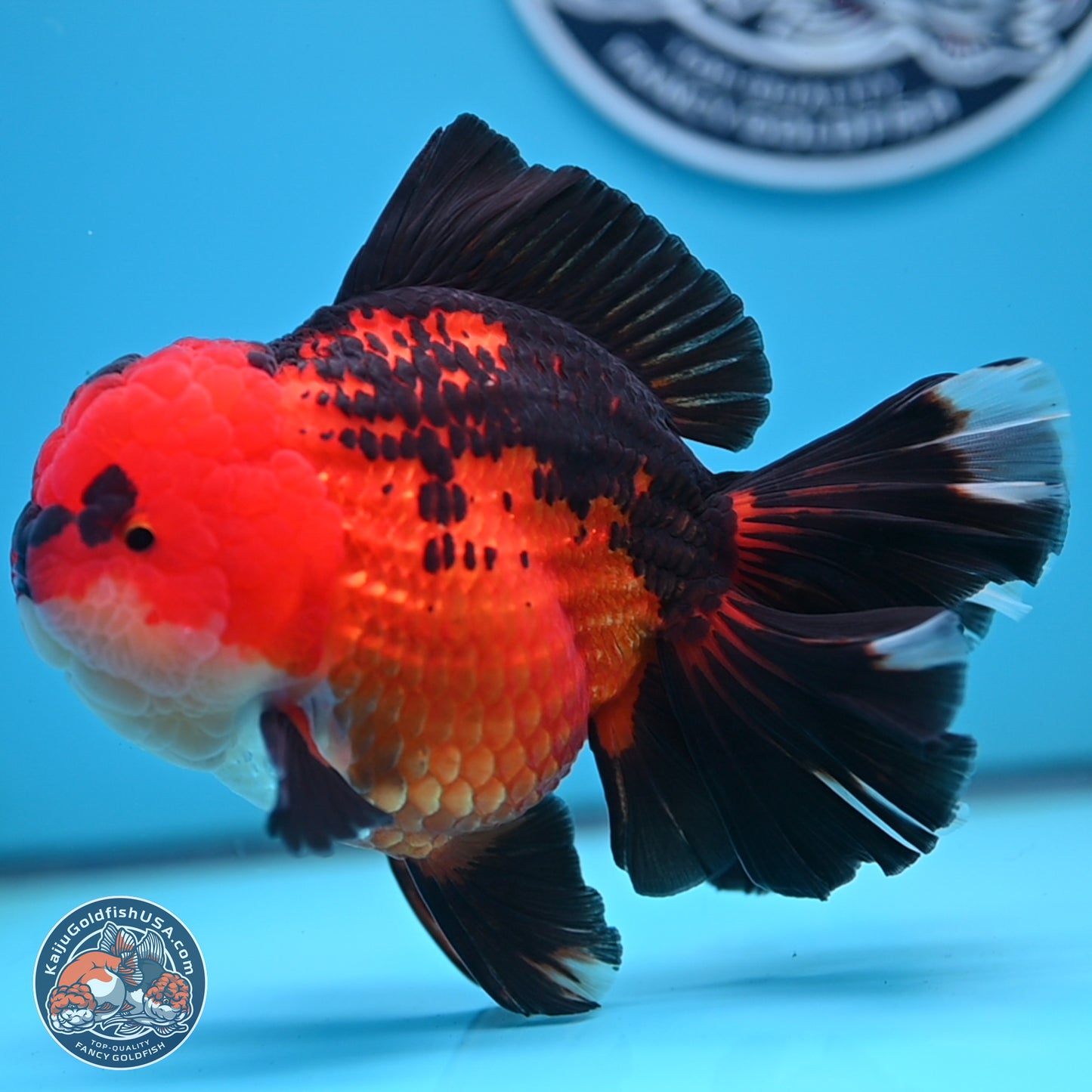 Jumbo Apache Rose Tail Oranda 5 inches Body - Female (250221_OR04)
