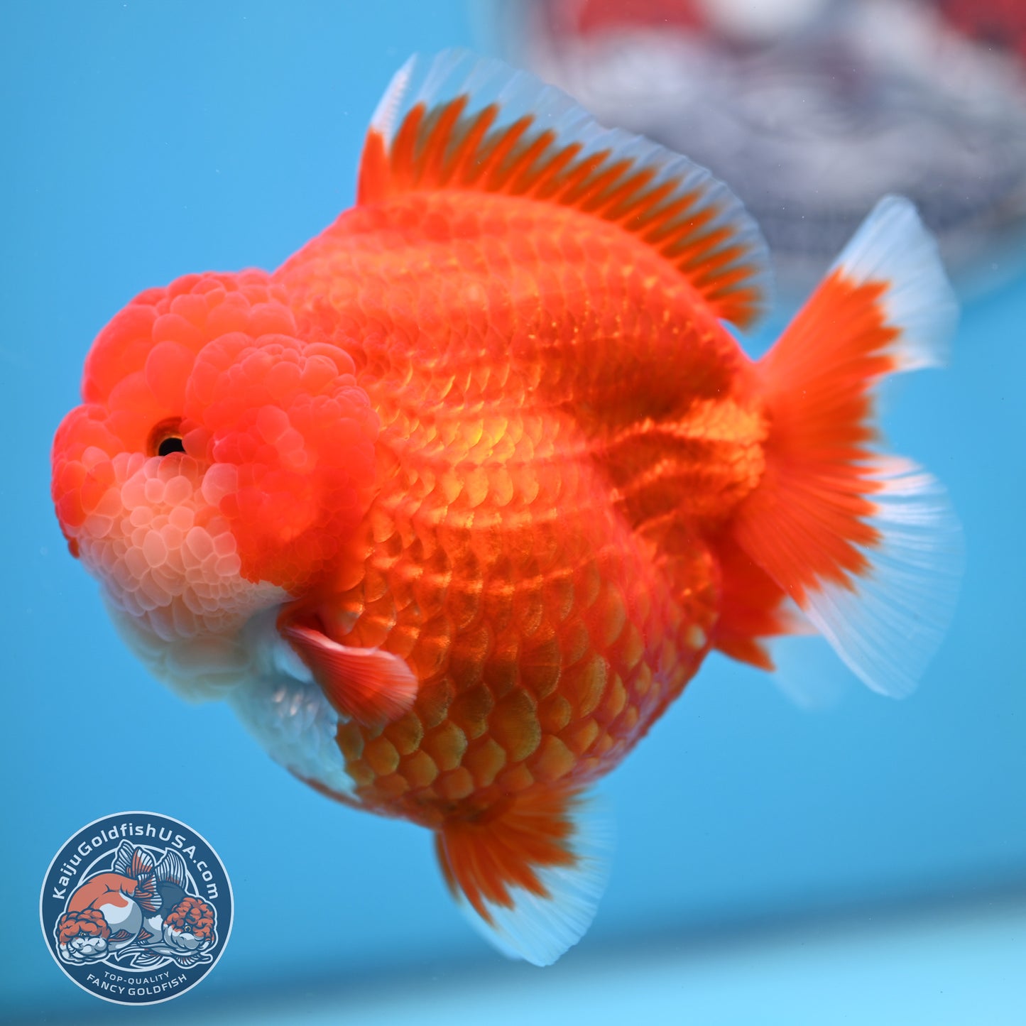 Red White YuanBao Oranda 4 inches Body (250516_OR04)