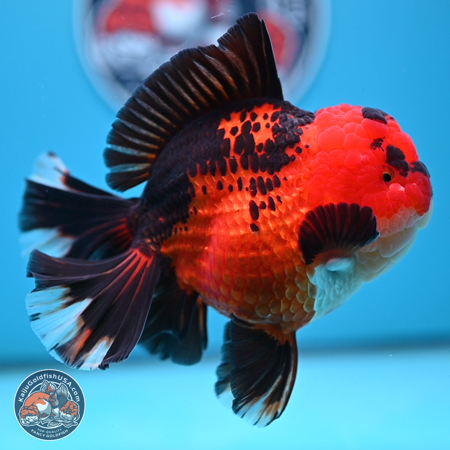 Jumbo Apache Rose Tail Oranda 5 inches Body - Female (250221_OR04)