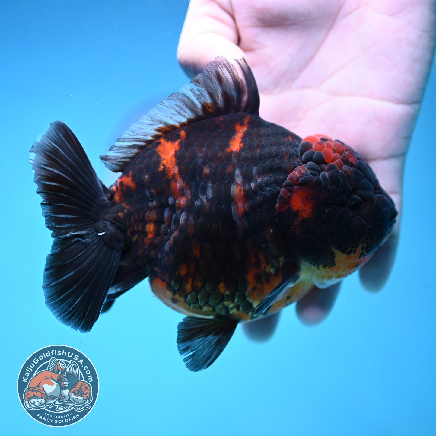 Heavy Ink Tiger Oranda 4.5 inch Body (250919_OR04)