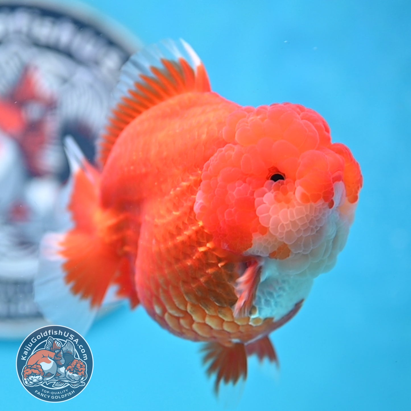Red White YuanBao Oranda 4 inches Body (250516_OR04)