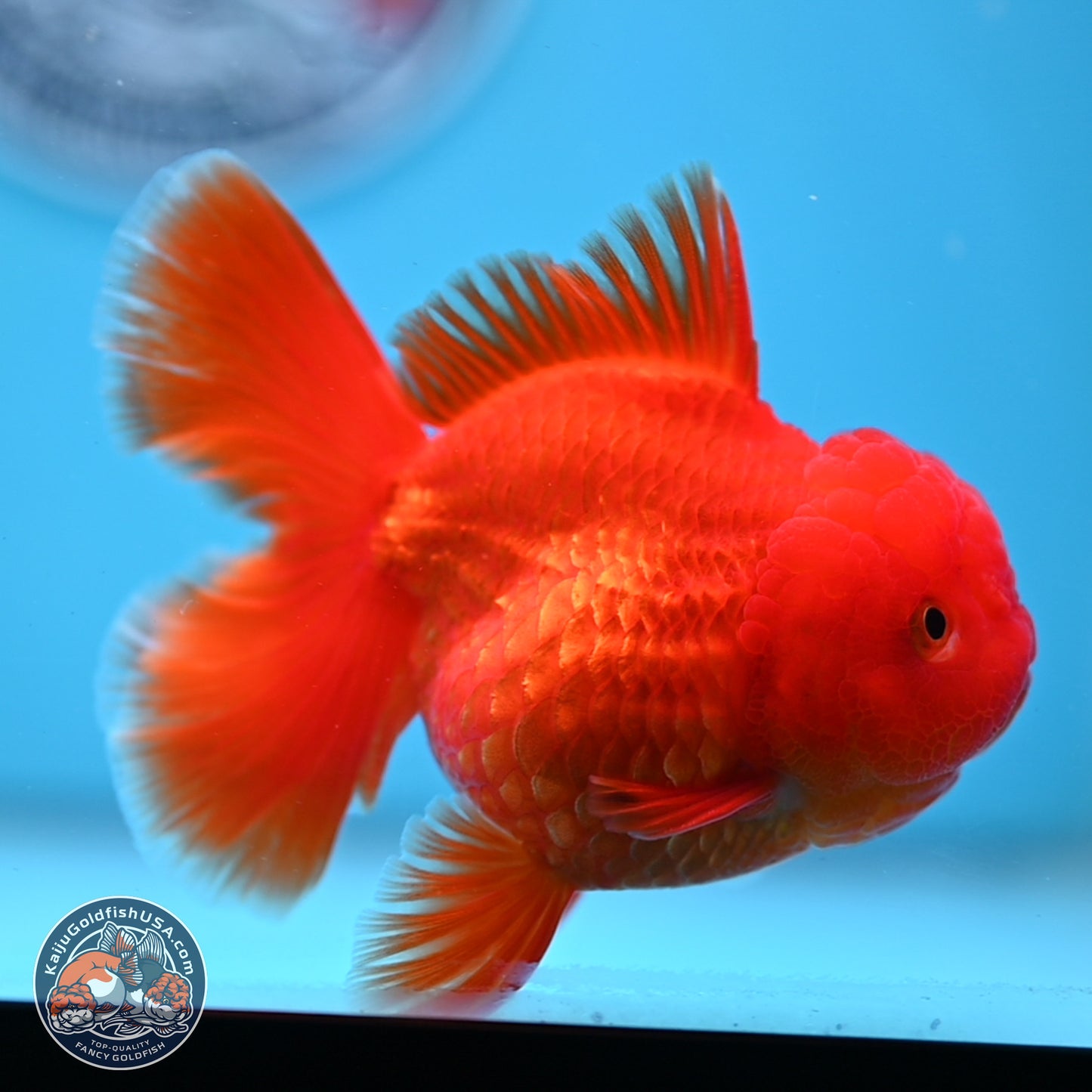 READ DESCRIPTION - Classic Red Rose Tail Oranda 3.5 inches Body - Male (250307_OR04)