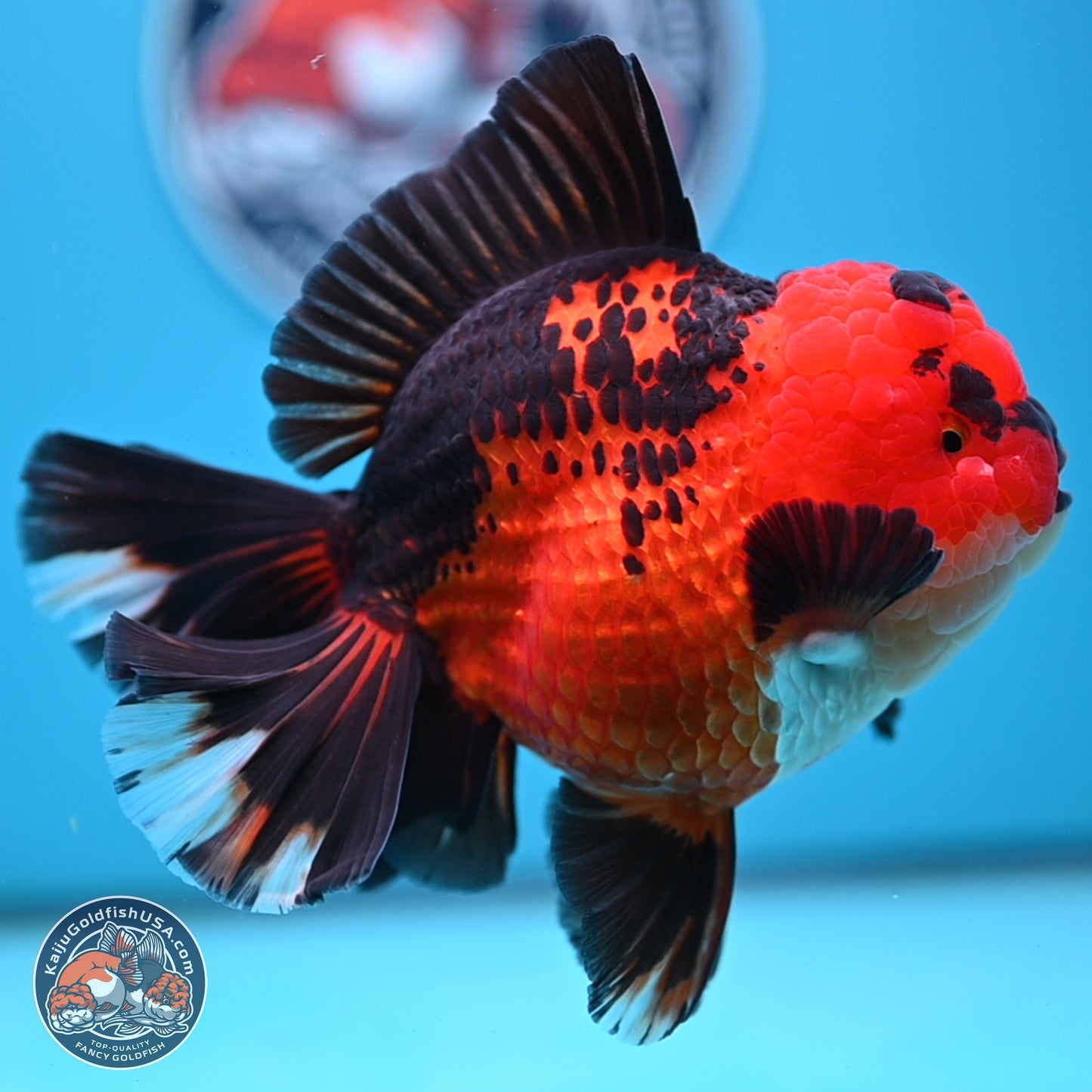 Jumbo Apache Rose Tail Oranda 5 inches Body - Female (250221_OR04)