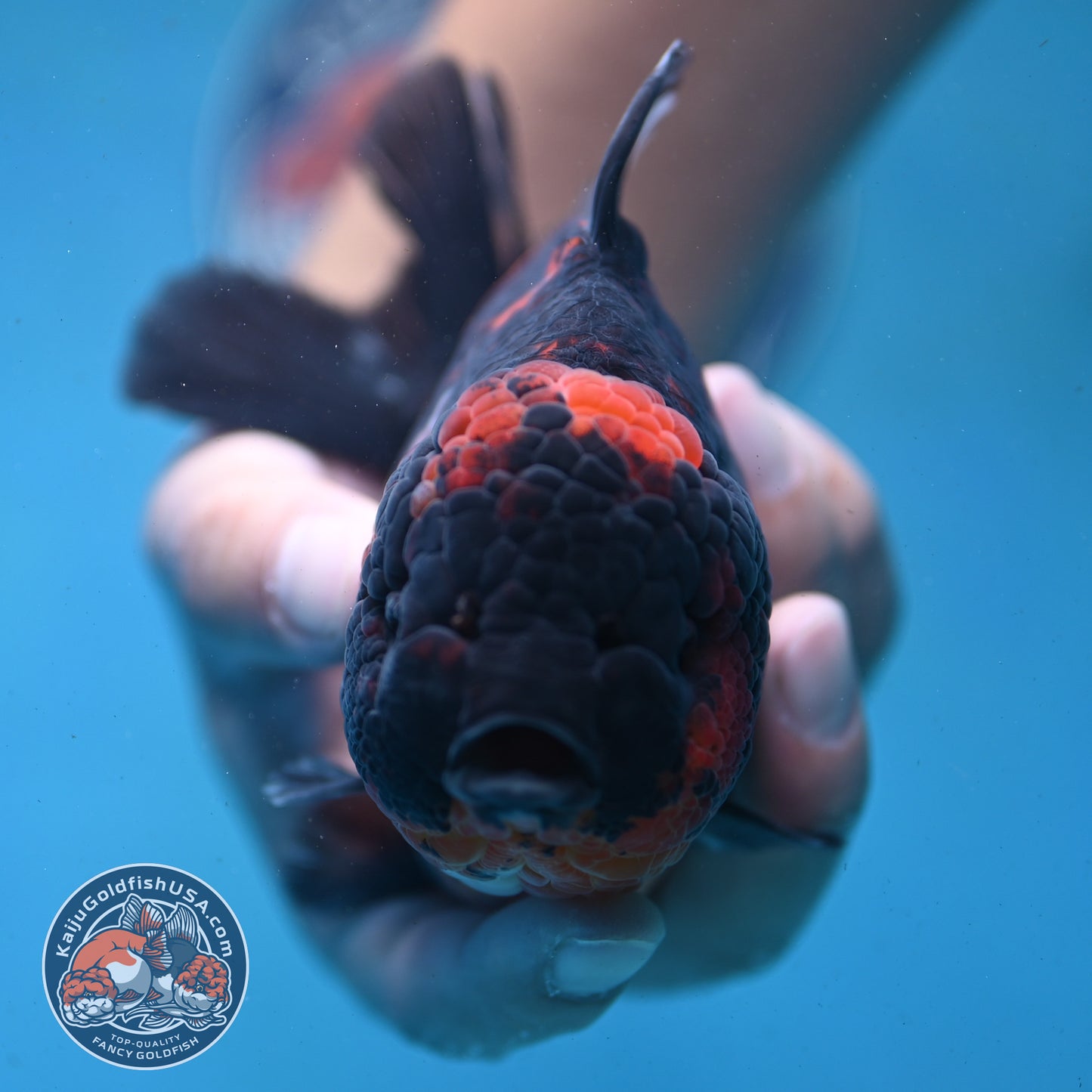 Heavy Ink Tiger Oranda 4.5 inch Body (250919_OR04)