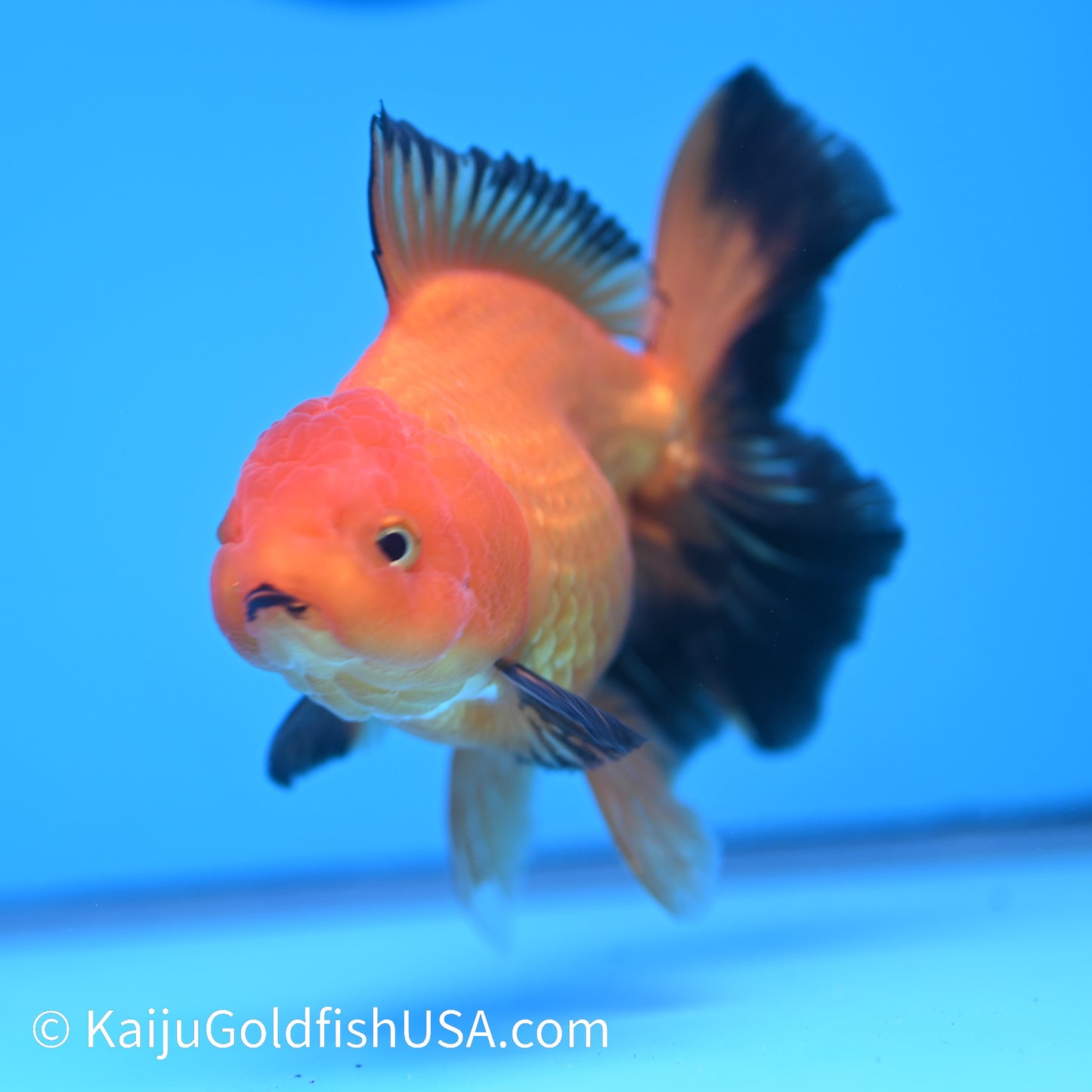 Apache Rose Tail Oranda 4.5-5 inches (240322_OR4) - Kaiju Goldfish USA