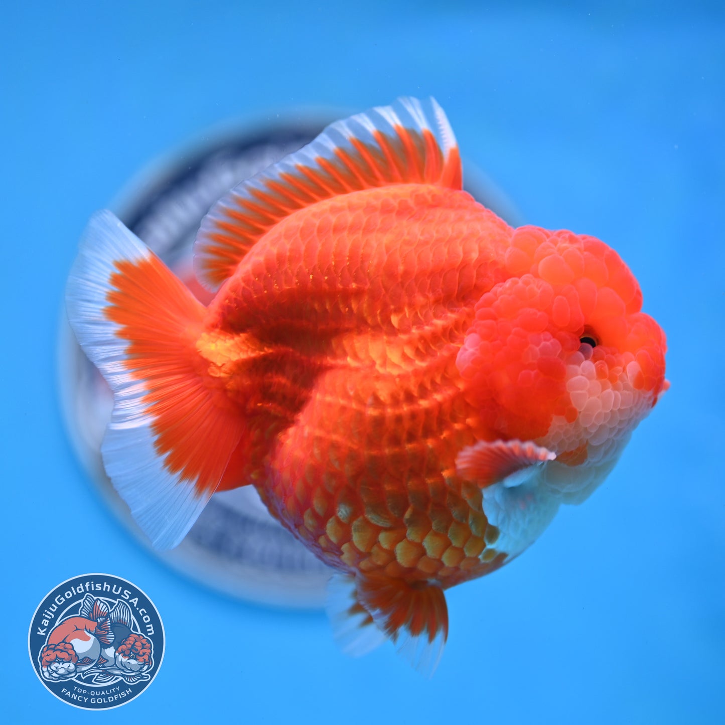 Red White YuanBao Oranda 4 inches Body (250516_OR04)