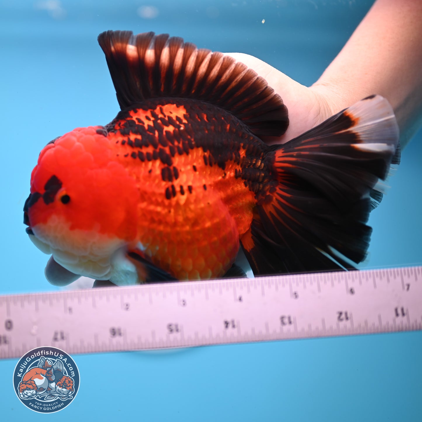 Jumbo Apache Rose Tail Oranda 5 inches Body - Female (250221_OR04)