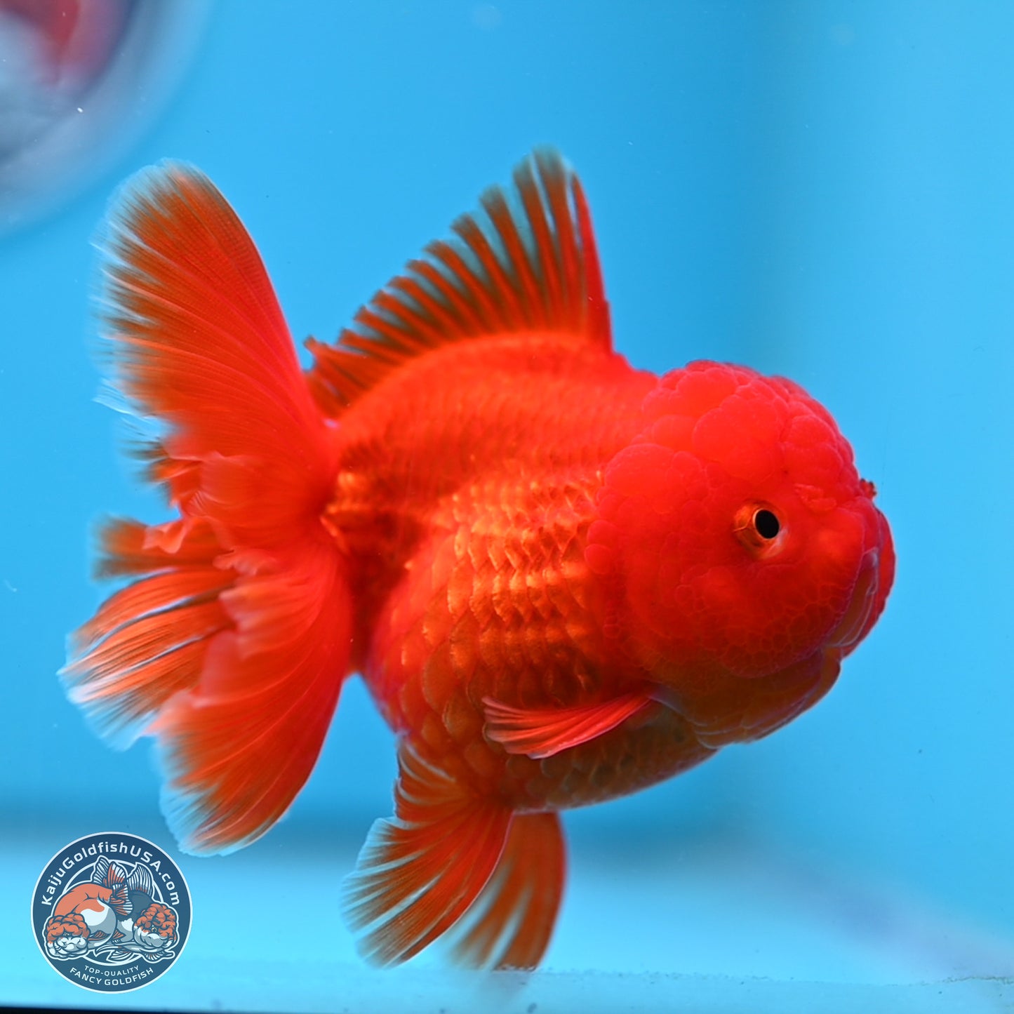 READ DESCRIPTION - Classic Red Rose Tail Oranda 3.5 inches Body - Male (250307_OR04)