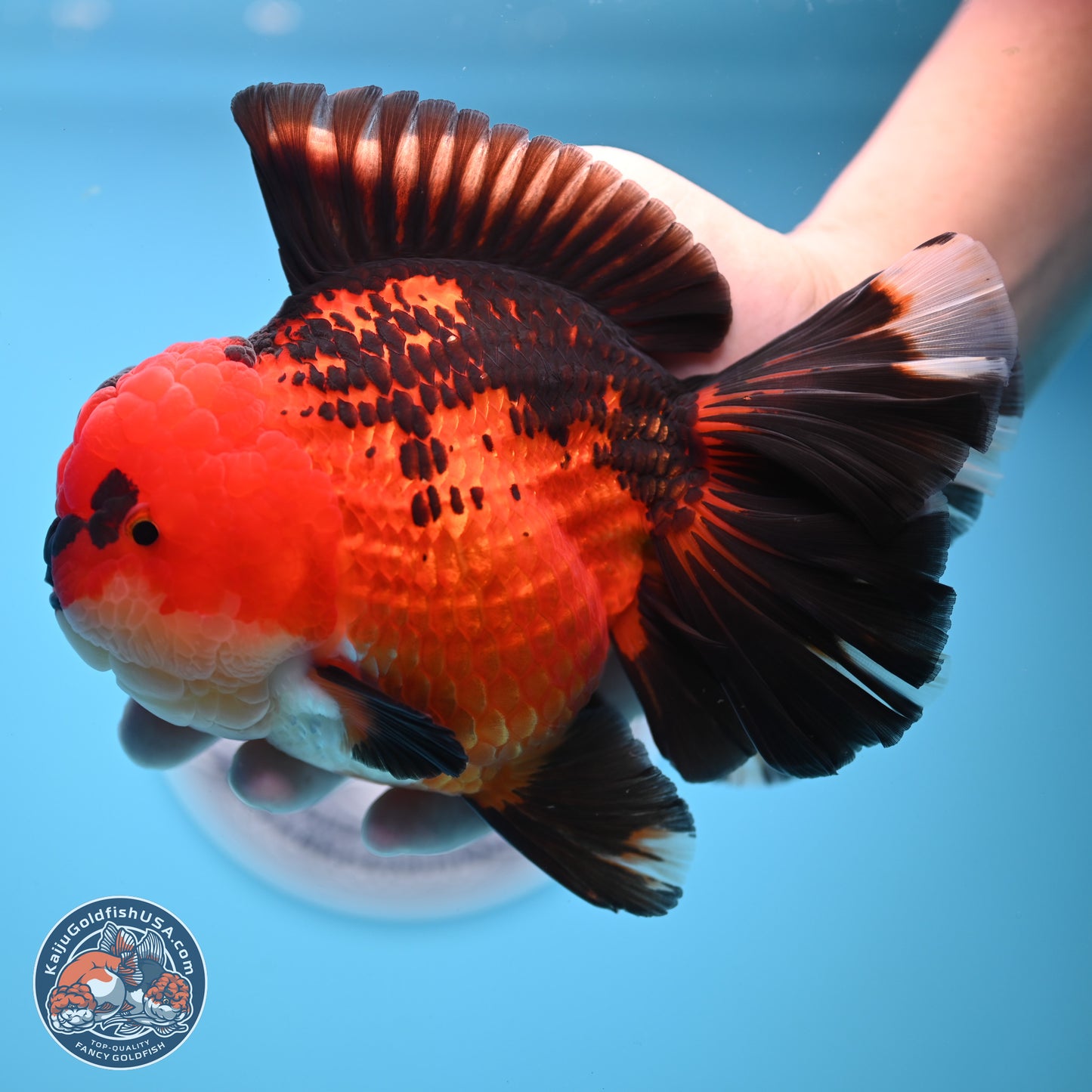 Jumbo Apache Rose Tail Oranda 5 inches Body - Female (250221_OR04)