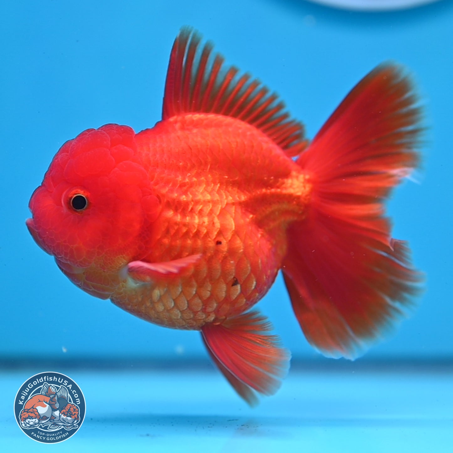 READ DESCRIPTION - Classic Red Rose Tail Oranda 3.5 inches Body - Male (250307_OR04)