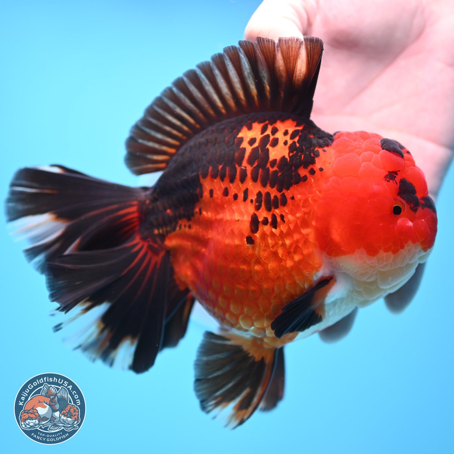 Jumbo Apache Rose Tail Oranda 5 inches Body - Female (250221_OR04)