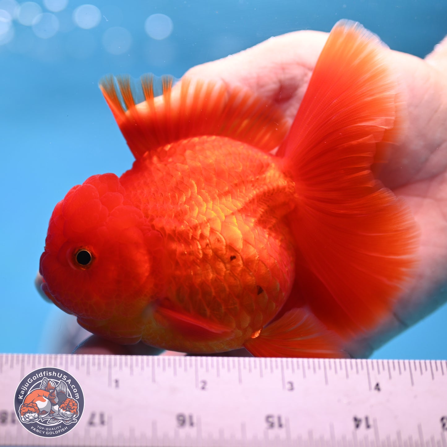 READ DESCRIPTION - Classic Red Rose Tail Oranda 3.5 inches Body - Male (250307_OR04)