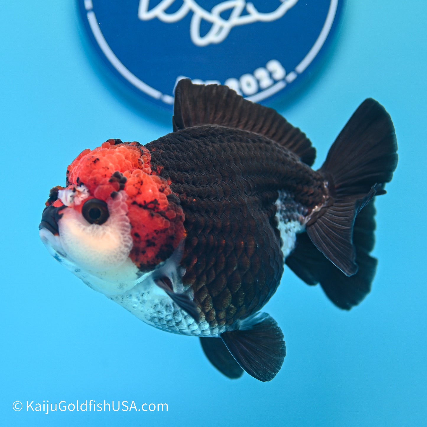 Tricolor YuanBao Oranda 4in body (240524_OR04) - Kaiju Goldfish USA