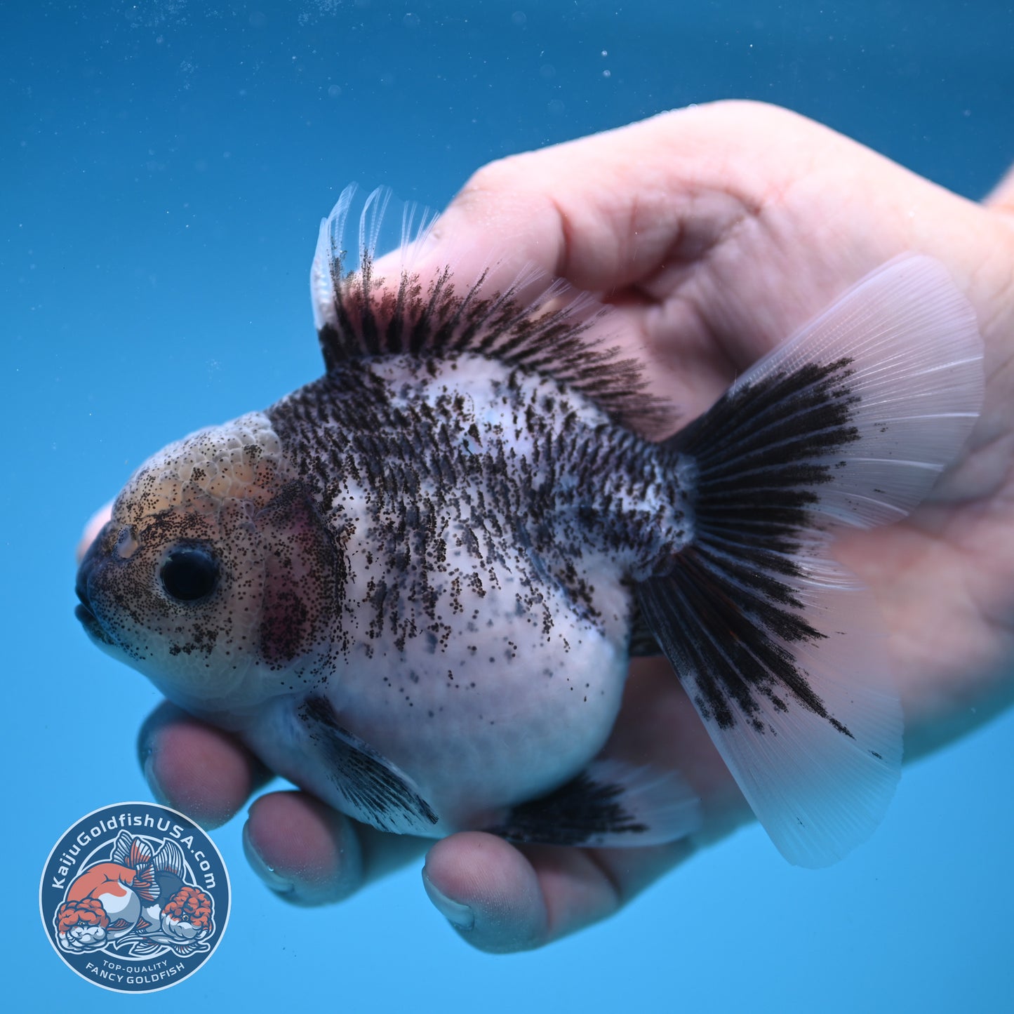 White Tiger Rose Tail Oranda 3.5 inch Body (250822_OR04)
