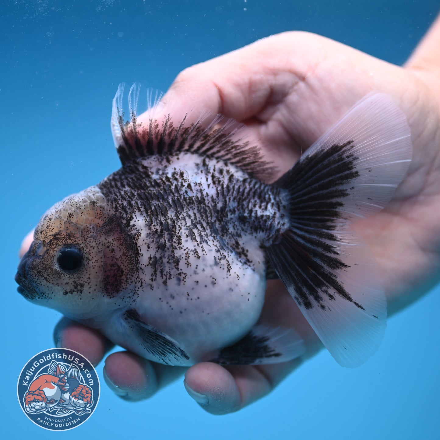 White Tiger Rose Tail Oranda 3.5 inch Body (250822_OR04)