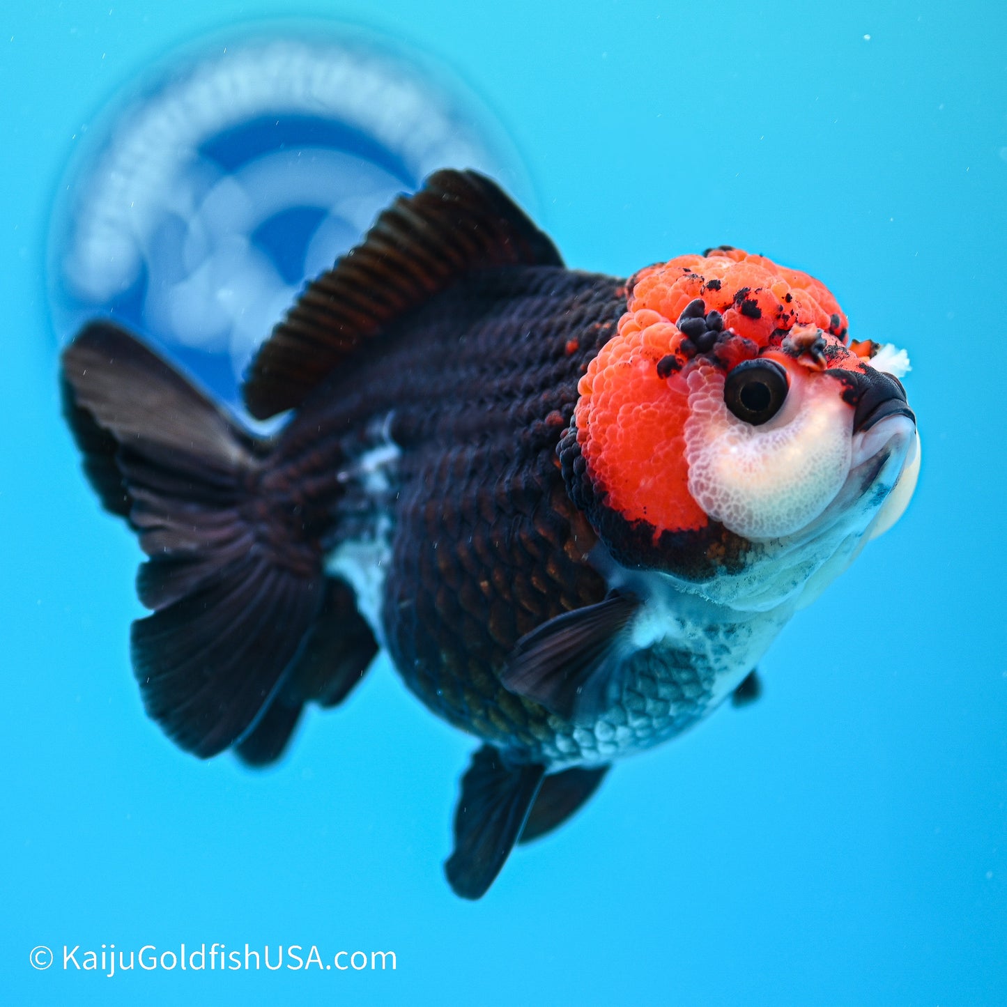 Tricolor YuanBao Oranda 4in body (240524_OR04) - Kaiju Goldfish USA