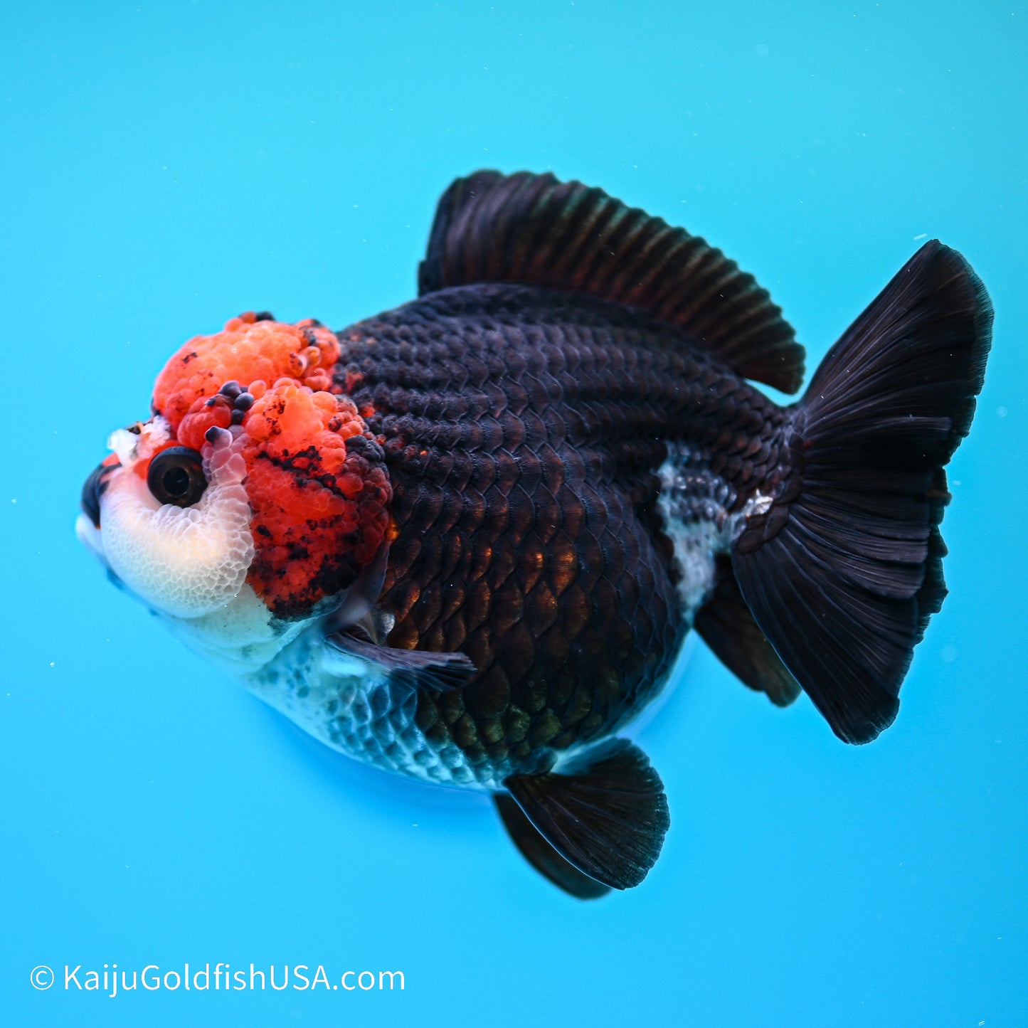 Tricolor YuanBao Oranda 4in body (240524_OR04) - Kaiju Goldfish USA