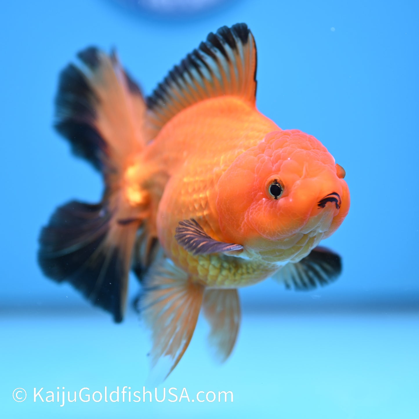 Apache Rose Tail Oranda 4.5-5 inches (240322_OR4) - Kaiju Goldfish USA