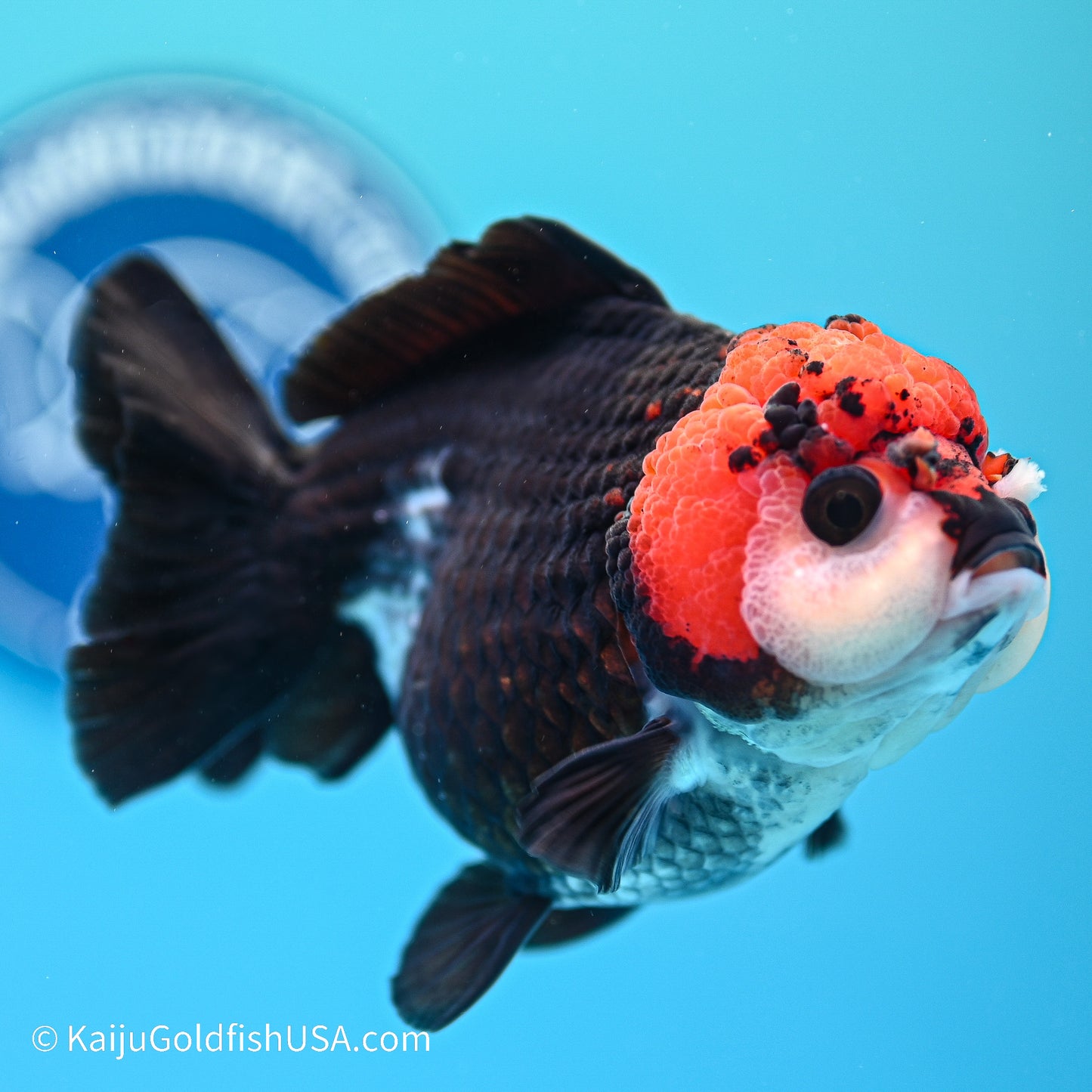 Tricolor YuanBao Oranda 4in body (240524_OR04) - Kaiju Goldfish USA