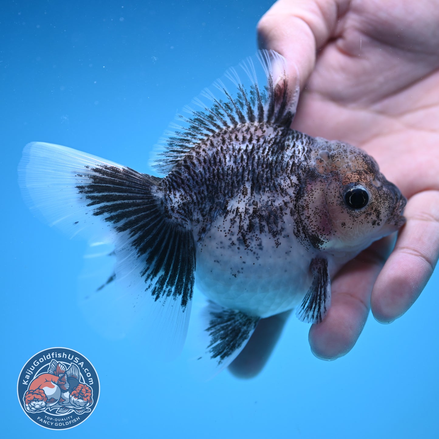 White Tiger Rose Tail Oranda 3.5 inch Body (250822_OR04)