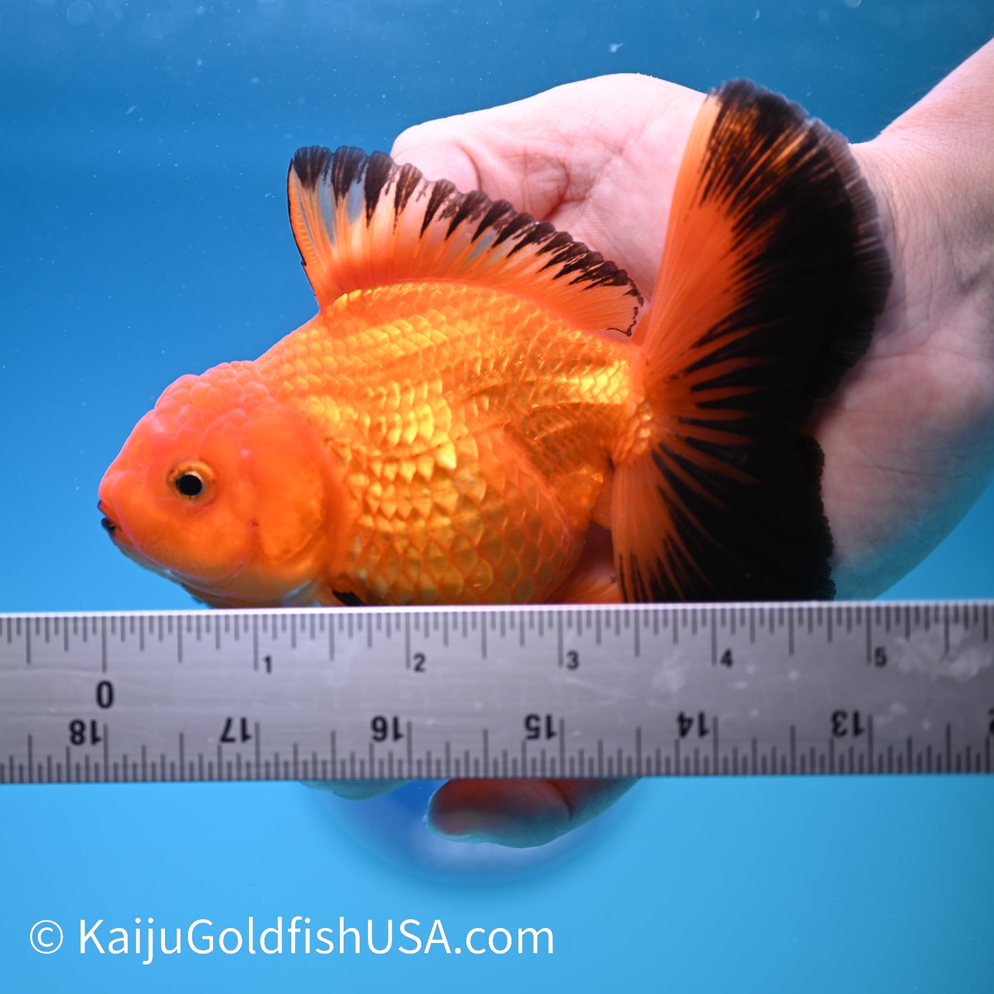 Apache Rose Tail Oranda 4.5-5 inches (240322_OR4) - Kaiju Goldfish USA