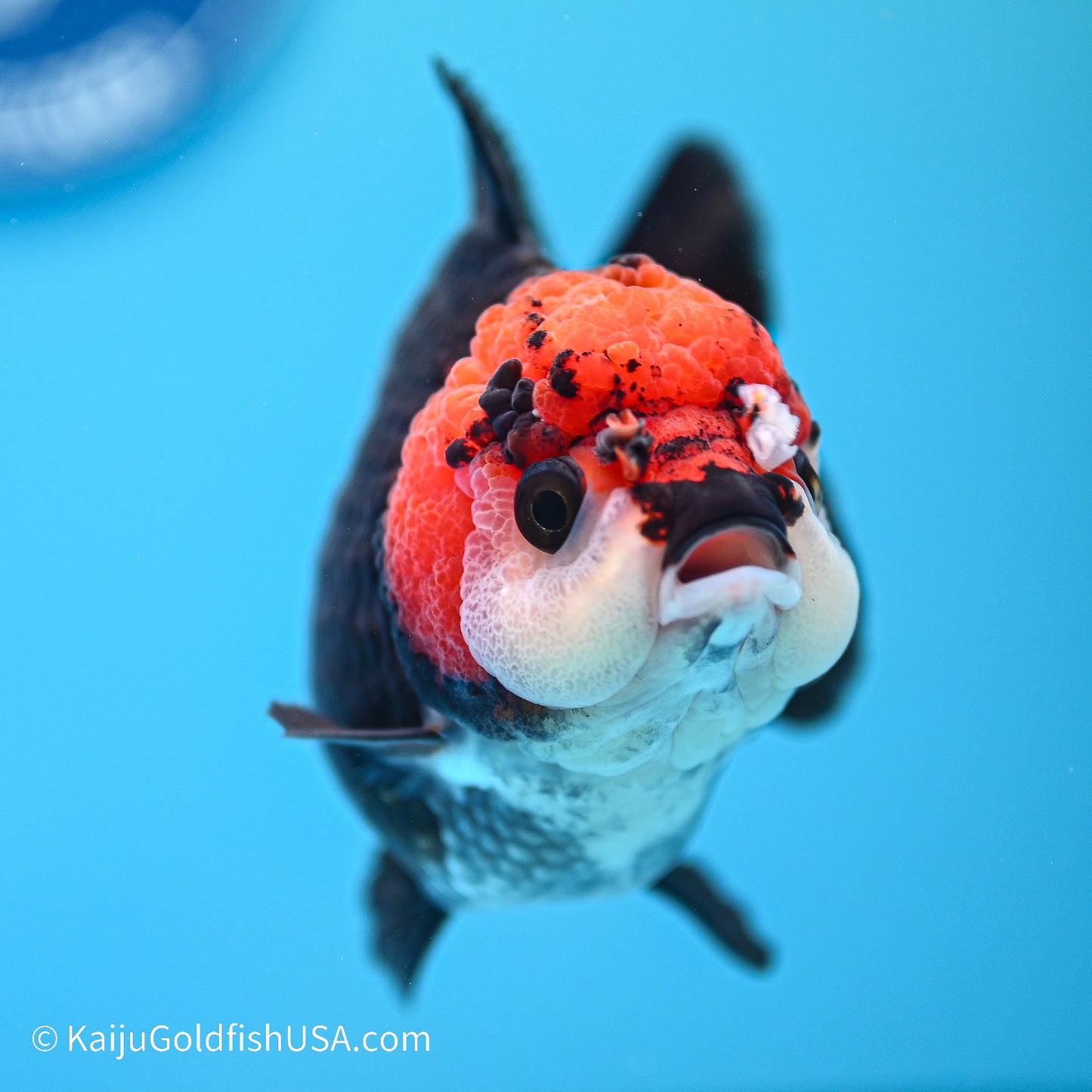 Tricolor YuanBao Oranda 4in body (240524_OR04) - Kaiju Goldfish USA