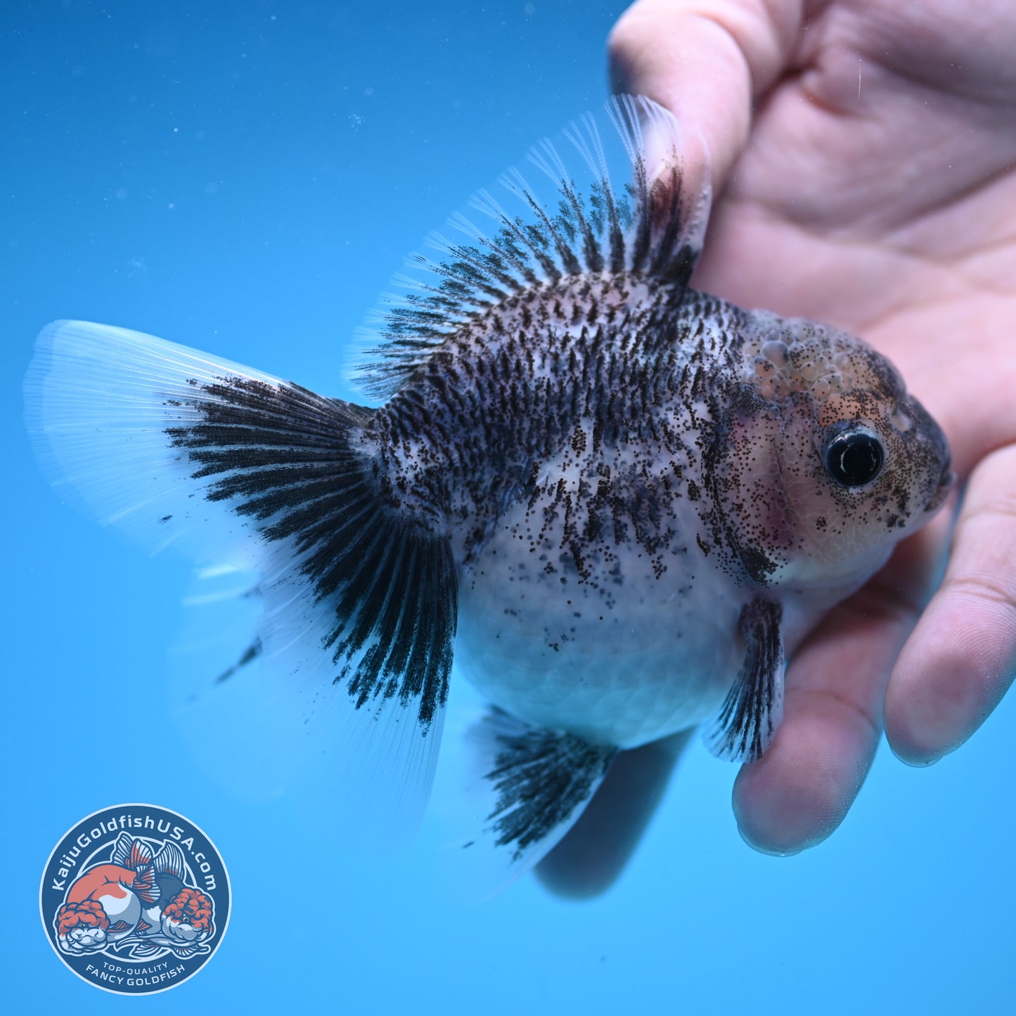 White Tiger Rose Tail Oranda 3.5 inch Body (250822_OR04)