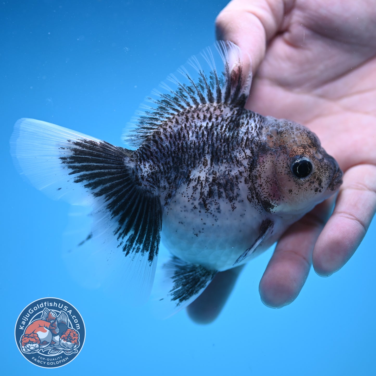 White Tiger Rose Tail Oranda 3.5 inch Body (250822_OR04)