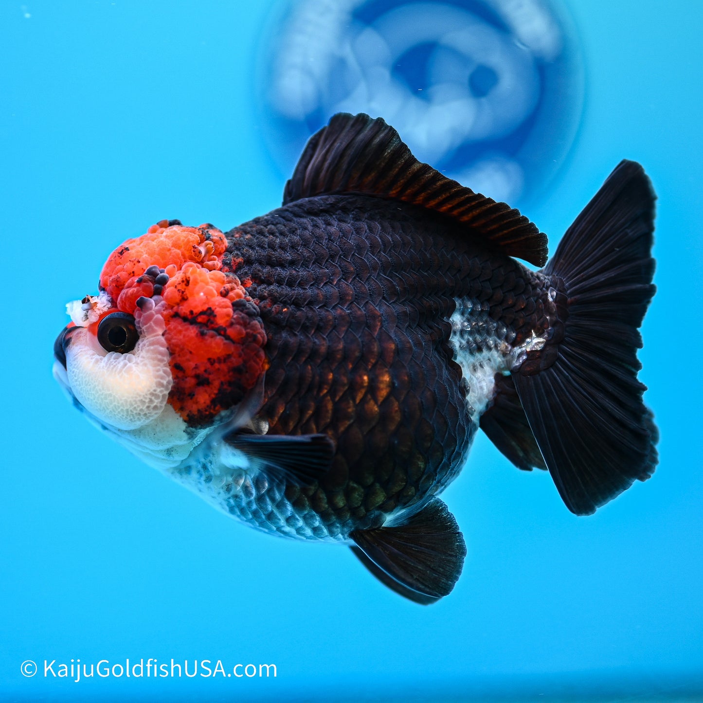 Tricolor YuanBao Oranda 4in body (240524_OR04) - Kaiju Goldfish USA