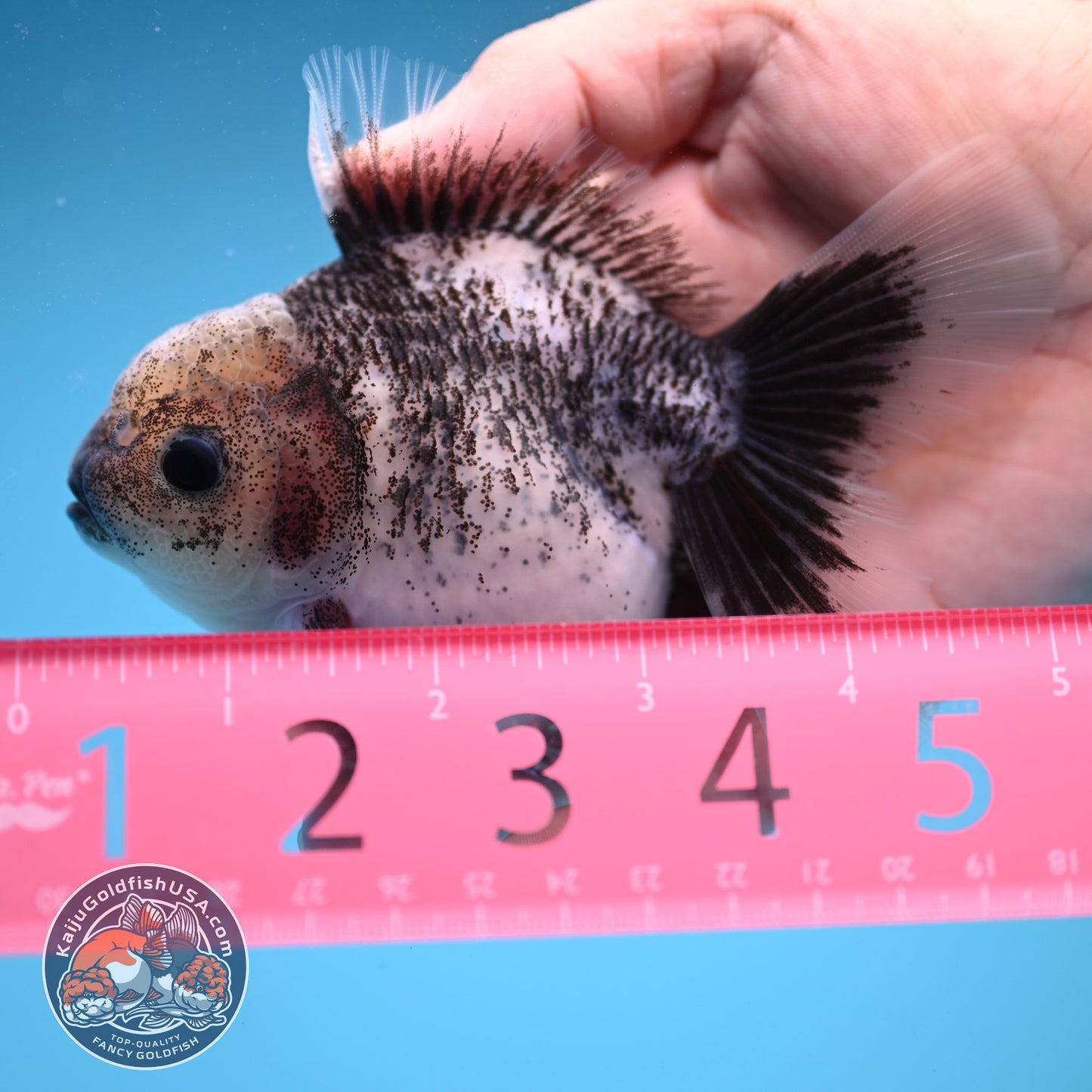 White Tiger Rose Tail Oranda 3.5 inch Body (250822_OR04)