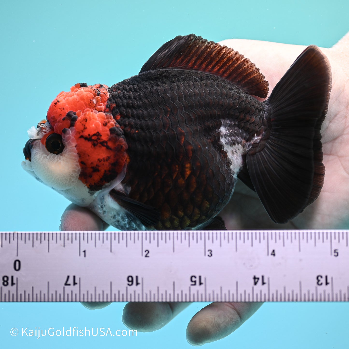 Tricolor YuanBao Oranda 4in body (240524_OR04) - Kaiju Goldfish USA