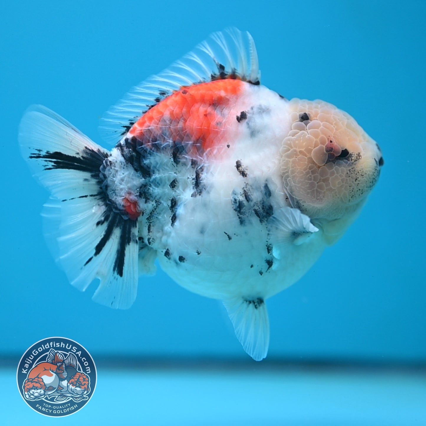 White Tiger Oranda 4 inch Body (250613_OR04)
