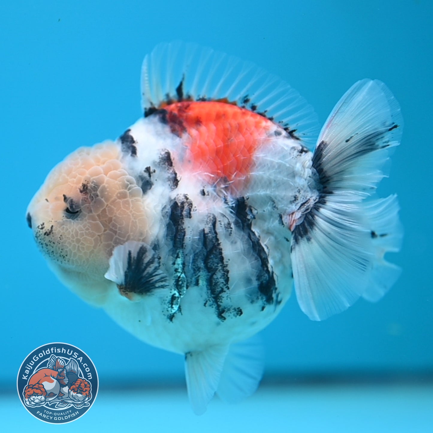 White Tiger Oranda 4 inch Body (250613_OR04)