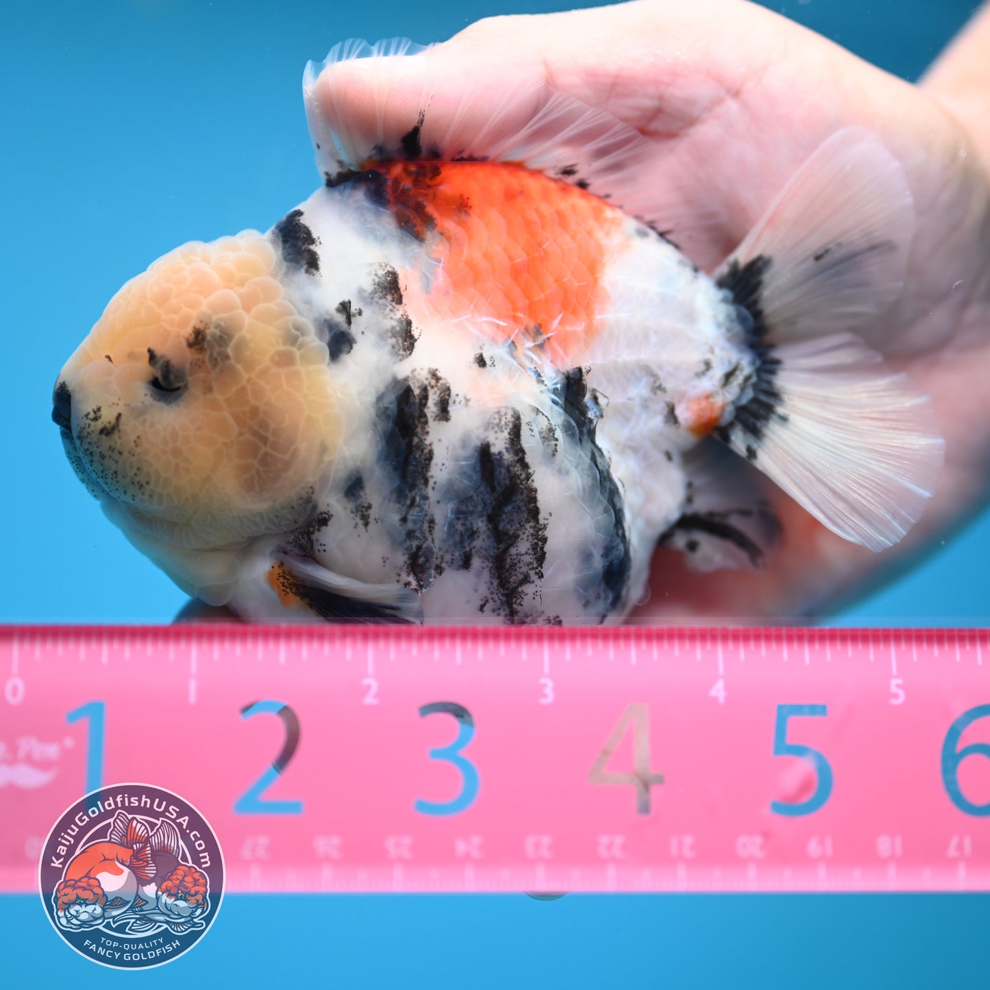 White Tiger Oranda 4 inch Body (250613_OR04)