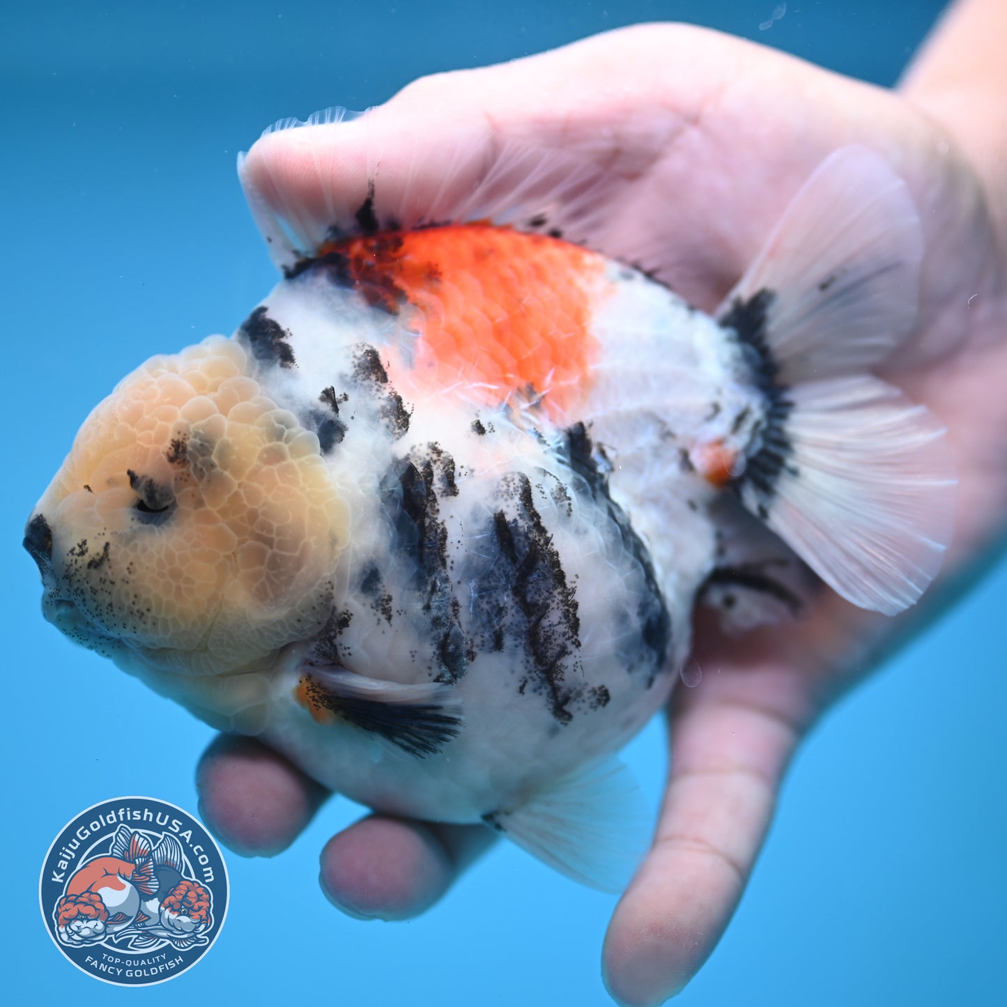 White Tiger Oranda 4 inch Body (250613_OR04)